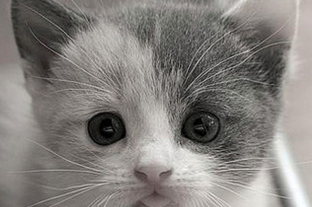 Little Calico Minipouss