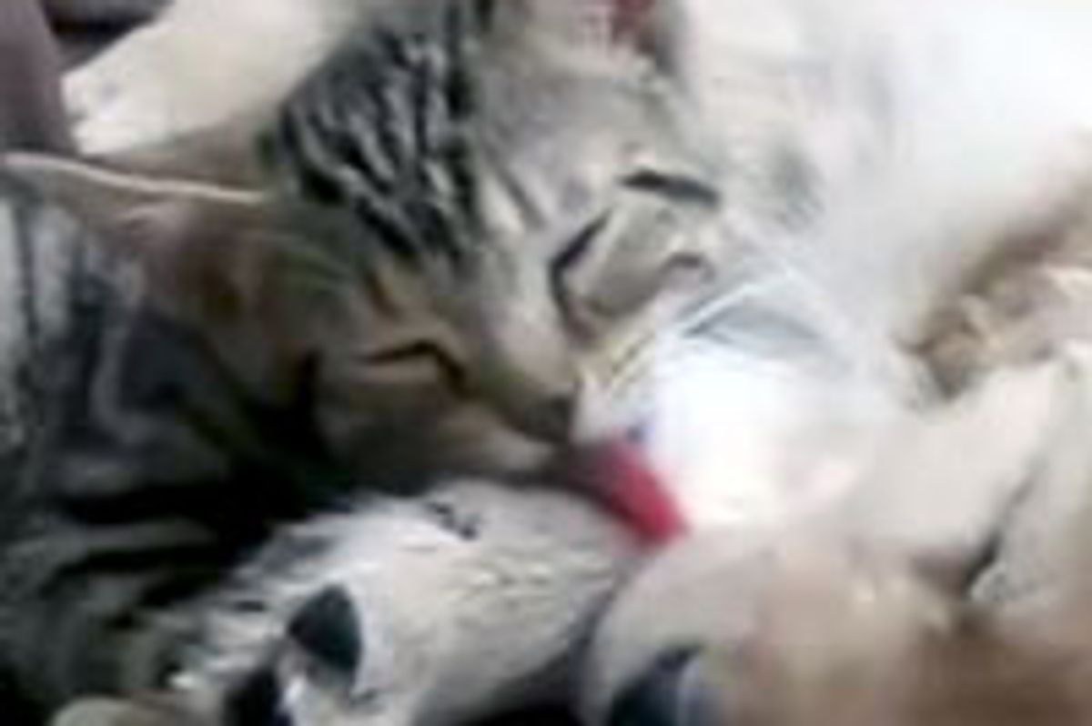 Kitten Gives Puppy a Bath