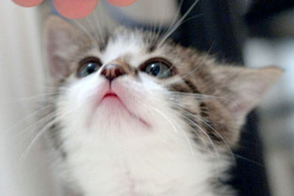 Two Little Fuzzballs, Two Different Purrsonalities