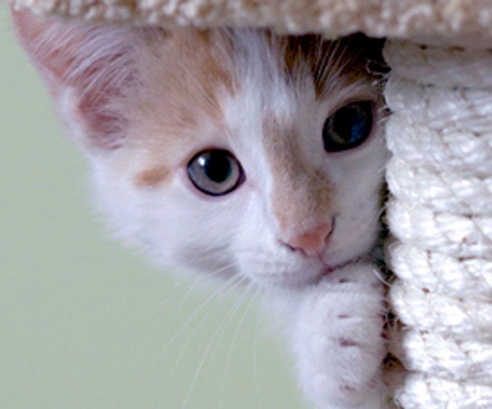Dexter the Energetic Kitten and His Brother