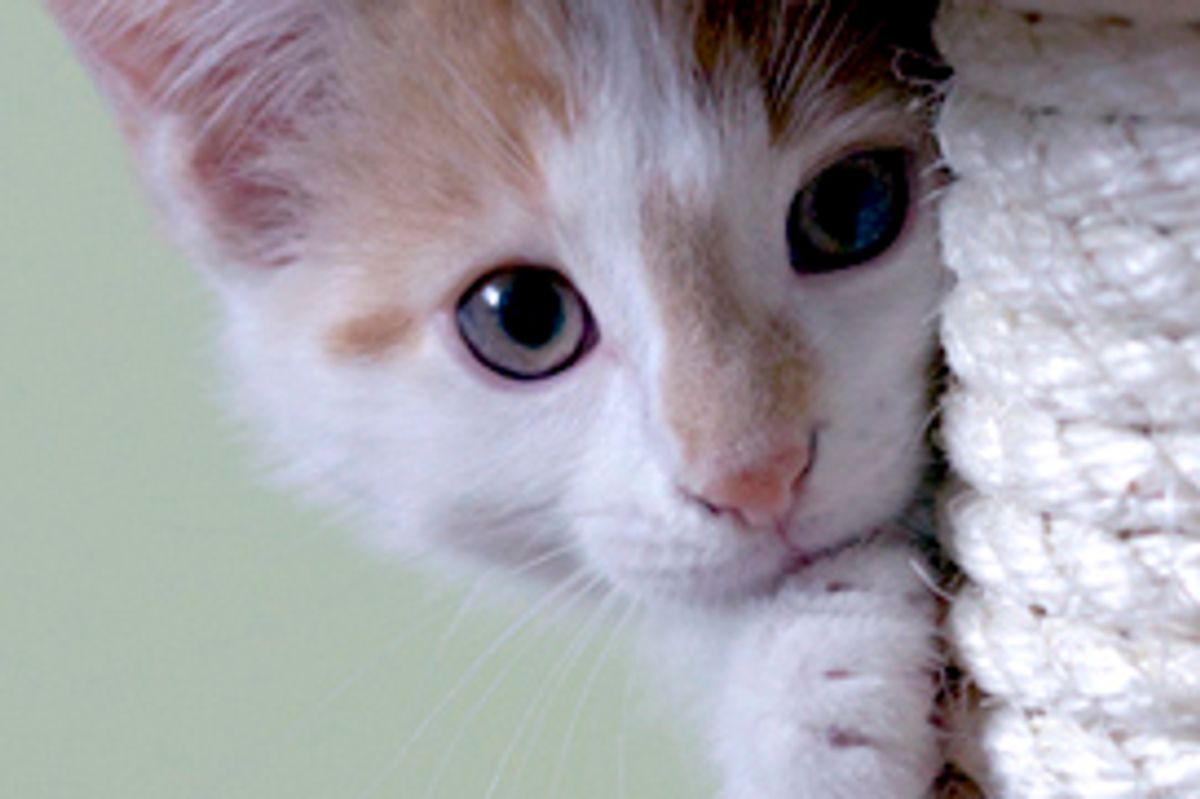 Dexter the Energetic Kitten and His Brother