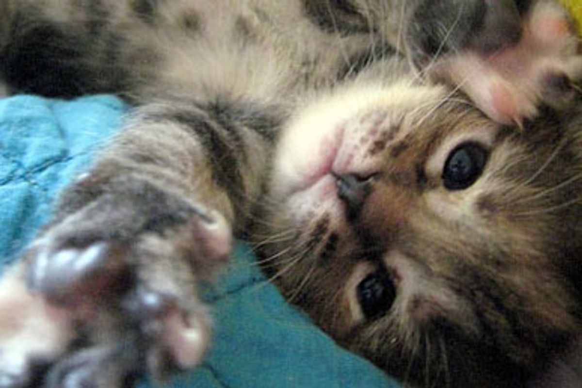 Snuggly Cuddly Furry Joy