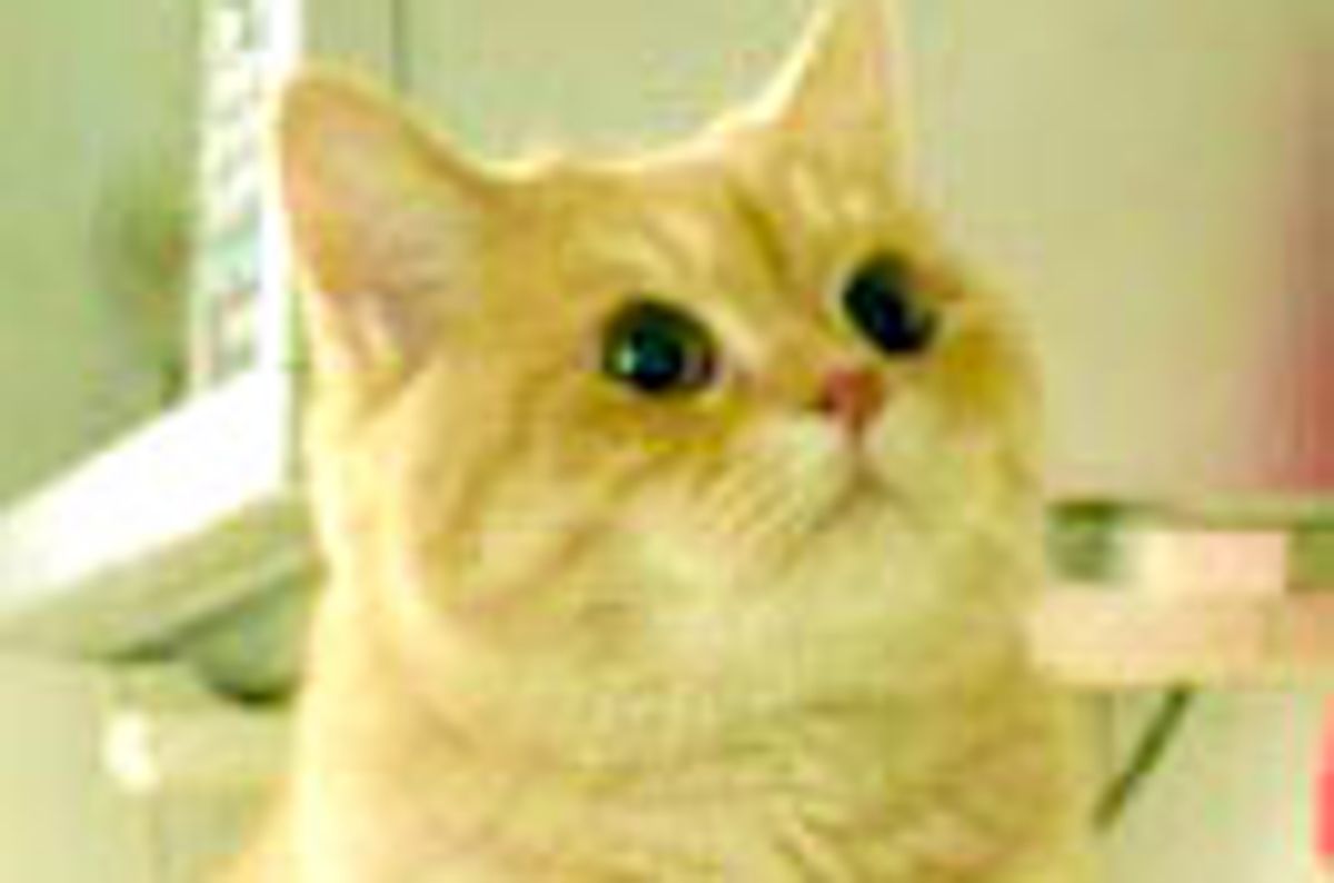 Mimi the Kitty Rules the Roost