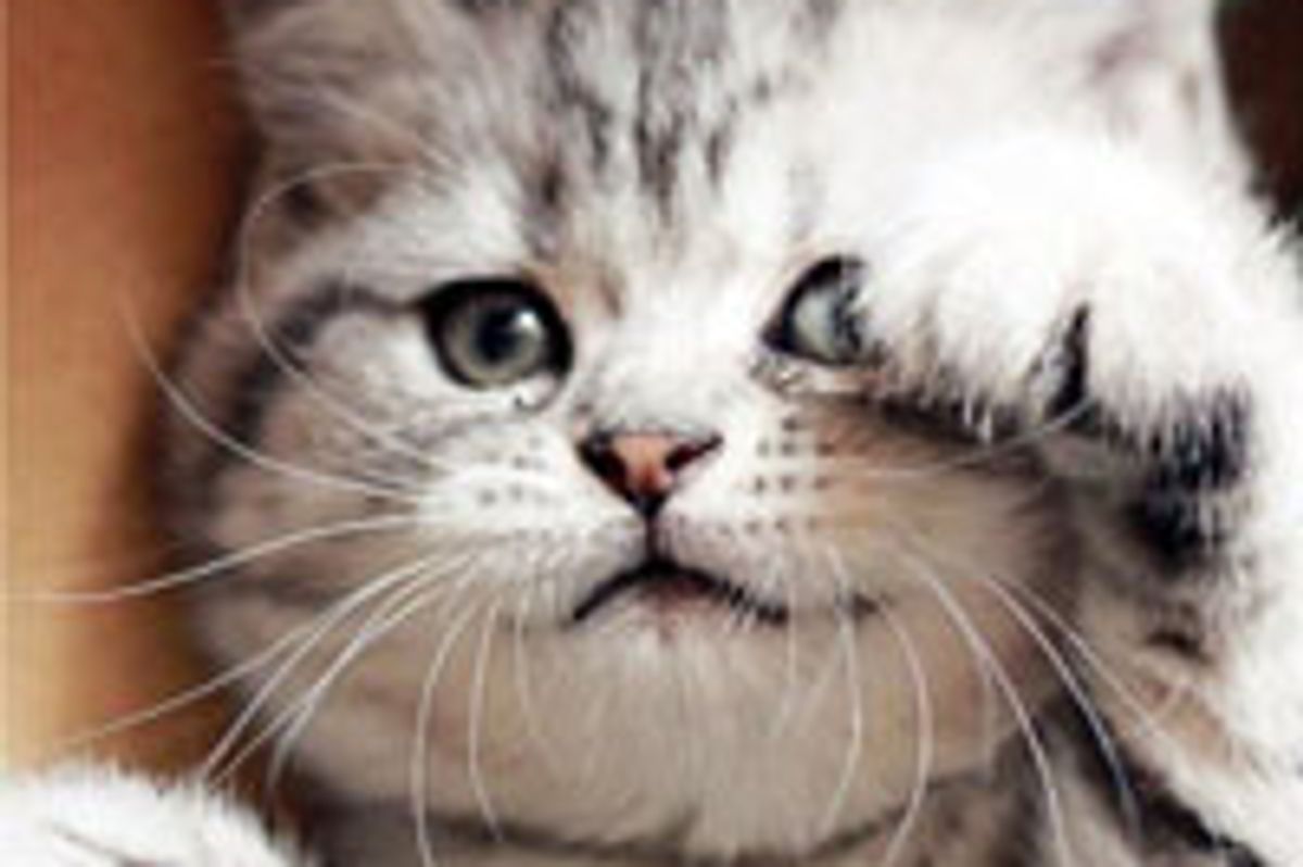 Grape the Lovable Cutie Pie