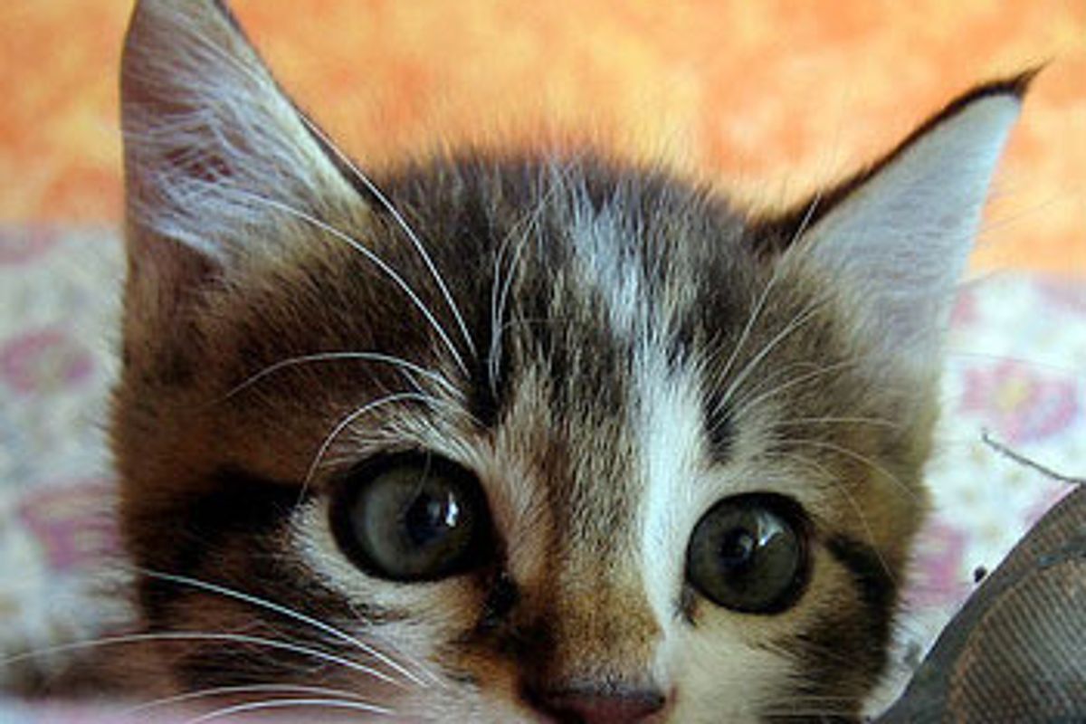 Merlino the Little Lovable Kitty