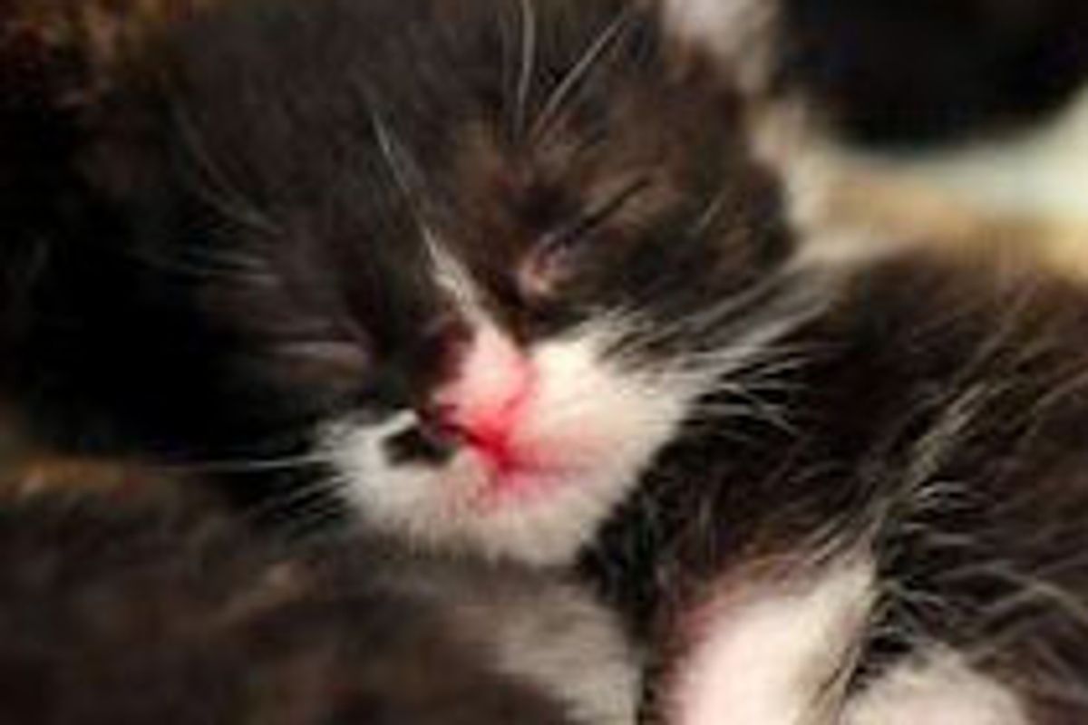 Lizzy the Tortie Mama and Her Babies Look for Loving Homes