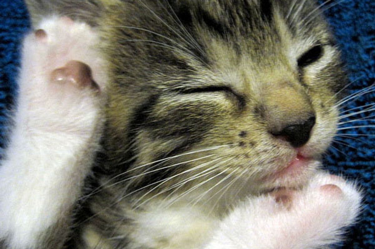 Story of a Rescue Kitty Family