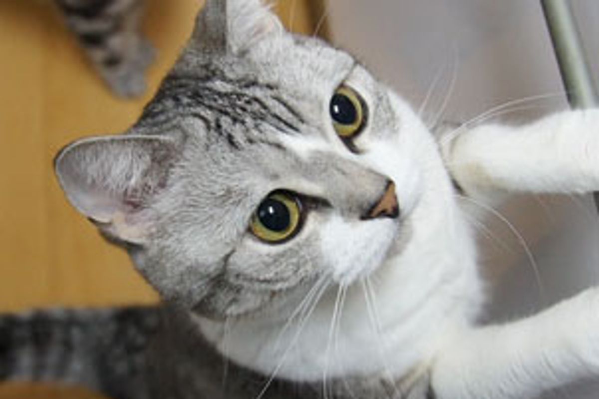 Smart Cat Opens Doors