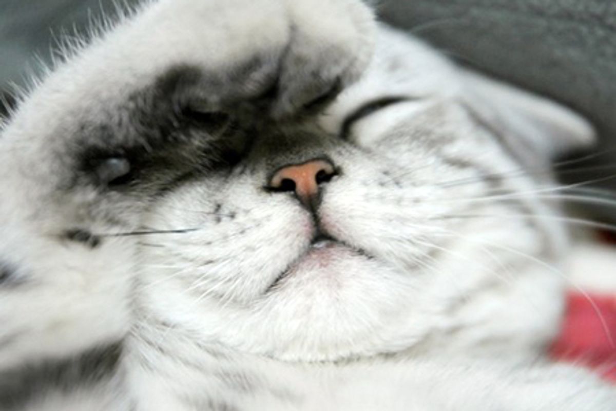 Alpha the Little Irresistible Purrsonality