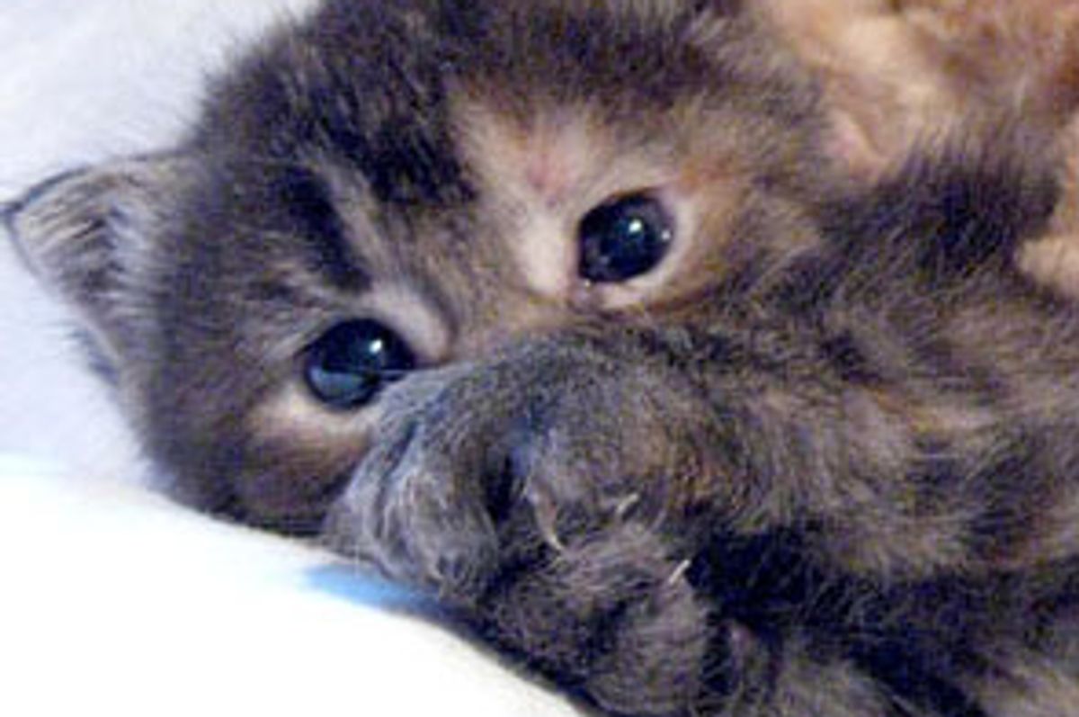 Momo the Little Peach