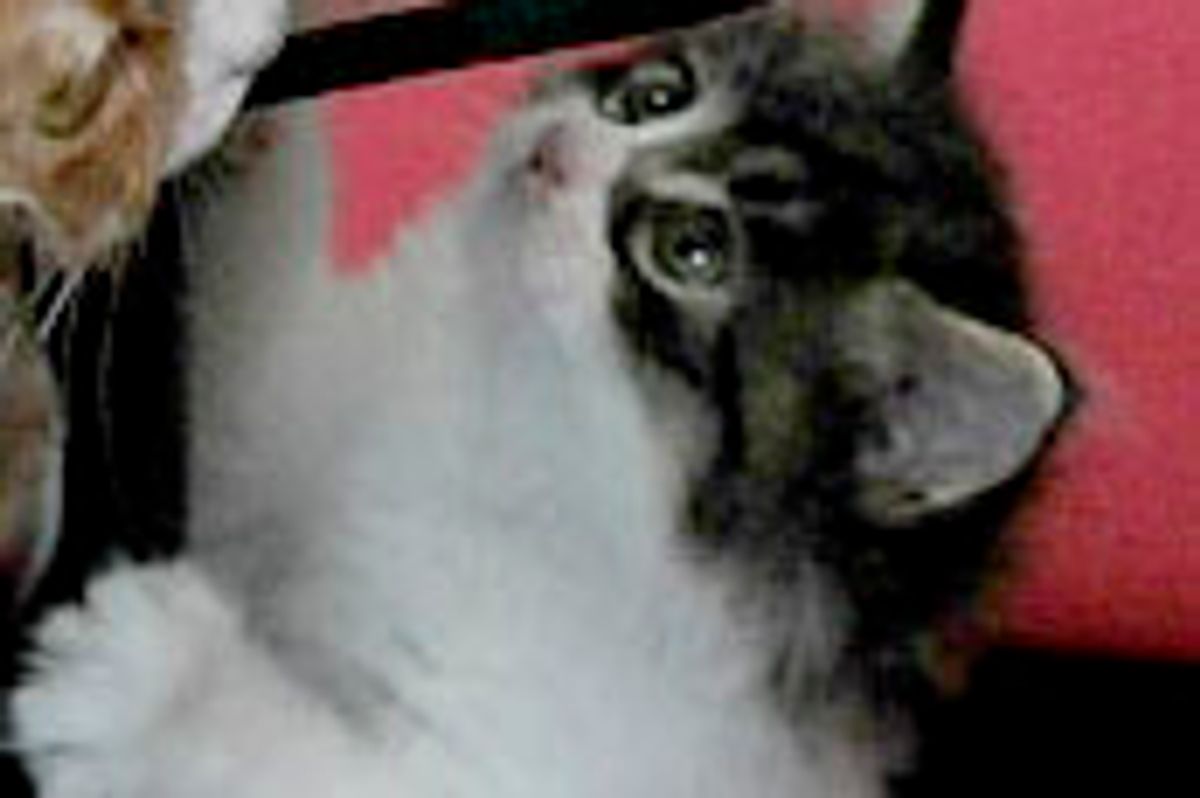 Oscar the Playful, Mischievous Fuzzball