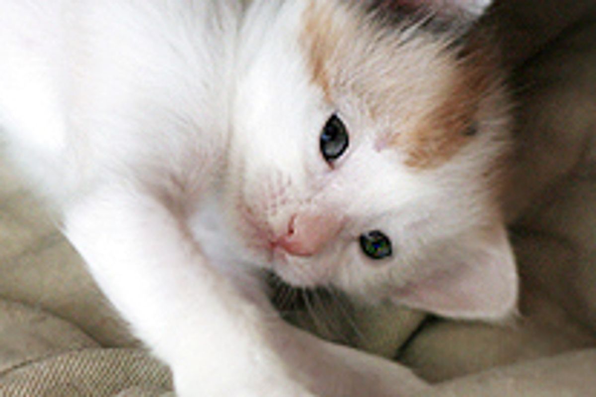 Clarice the Sweet Fur Baby