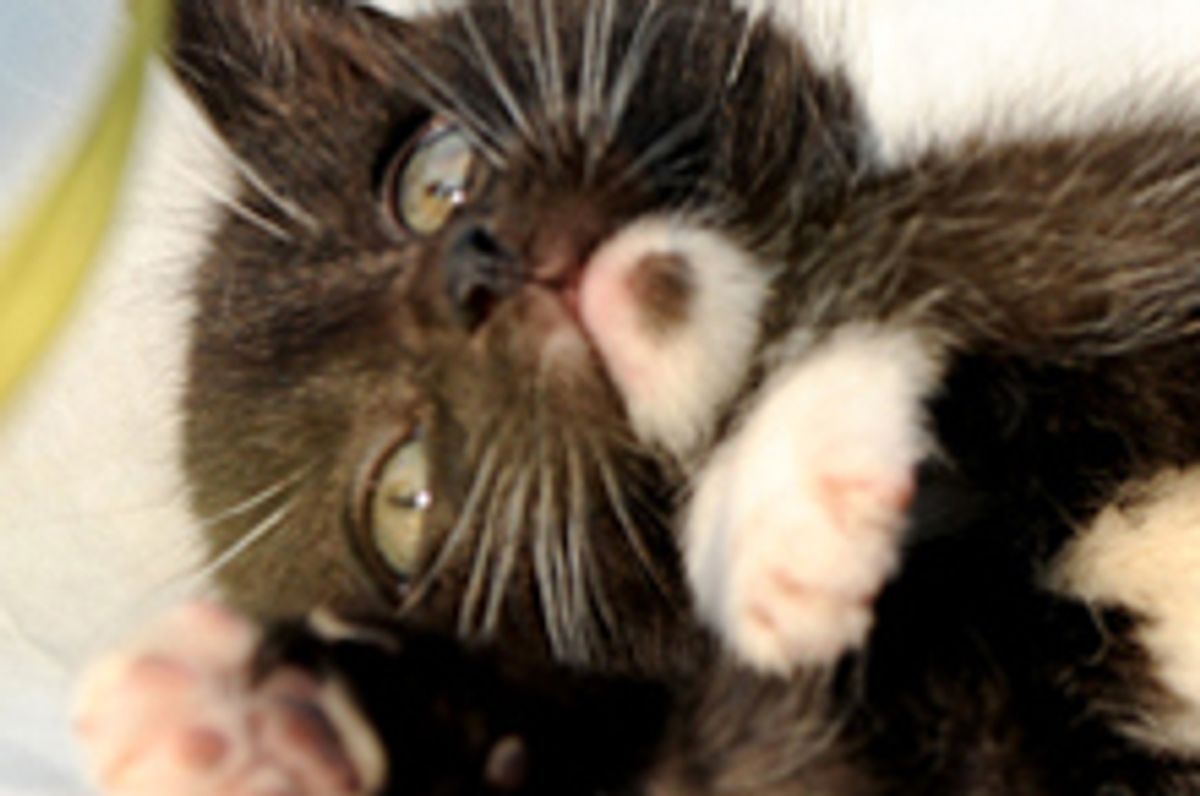 Gugu the Rescue Tuxedo Found Home