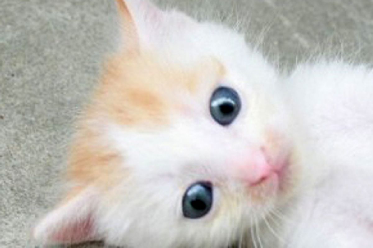 Lucy the Teeny Ginger and White