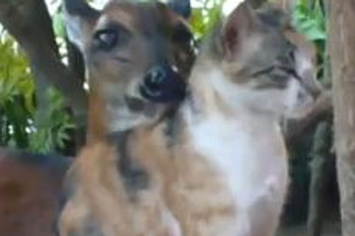 Antelope Grooms Calico Cat