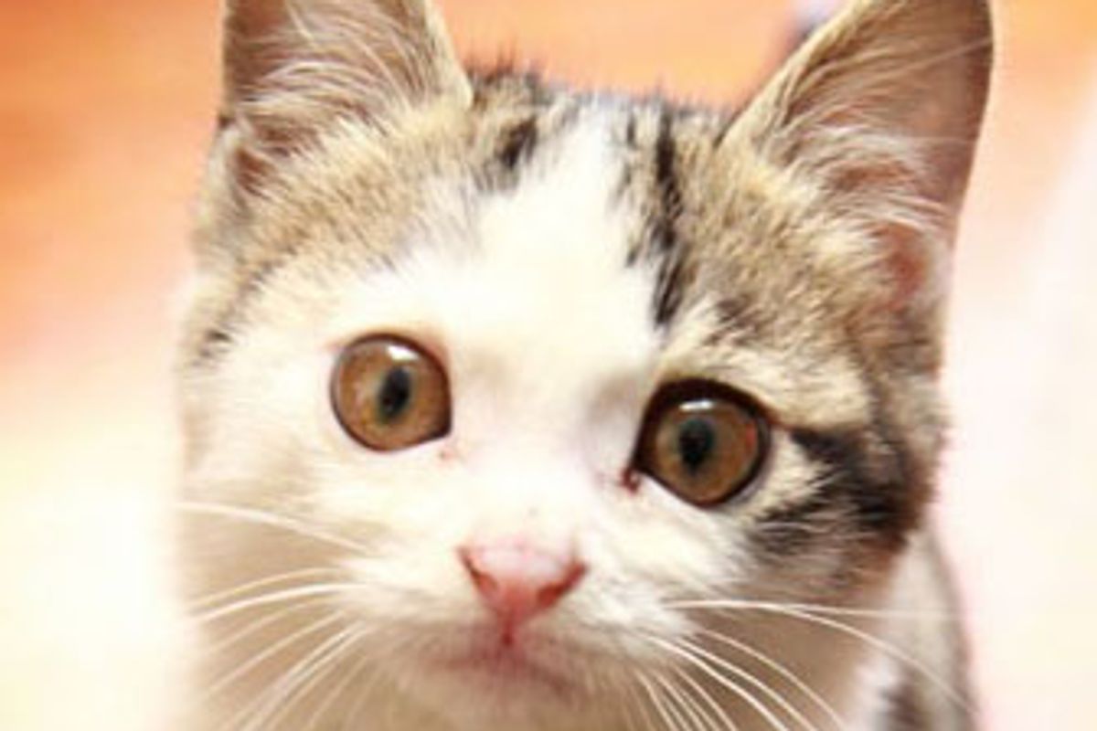 Little Star in His Home