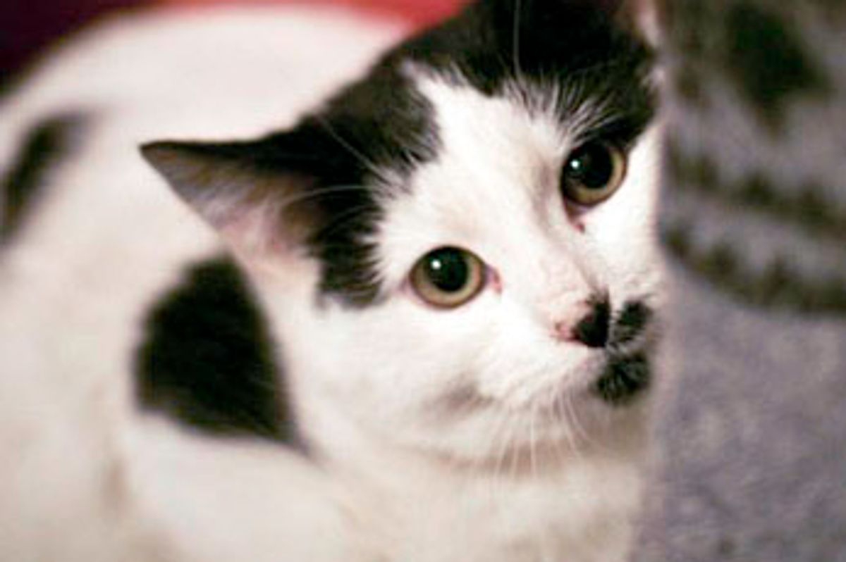 Feral Kitty Slowly Comes Out of His Shell