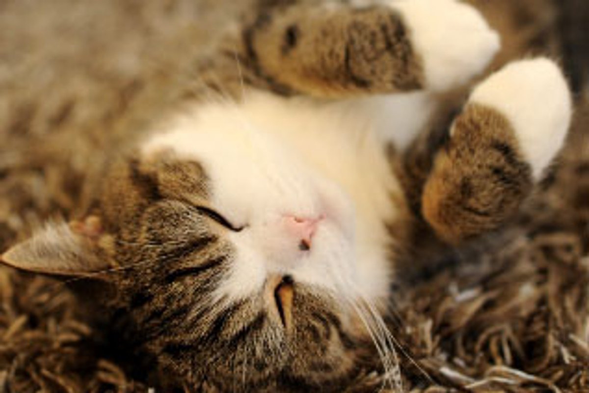 Maru the Couch Kitty