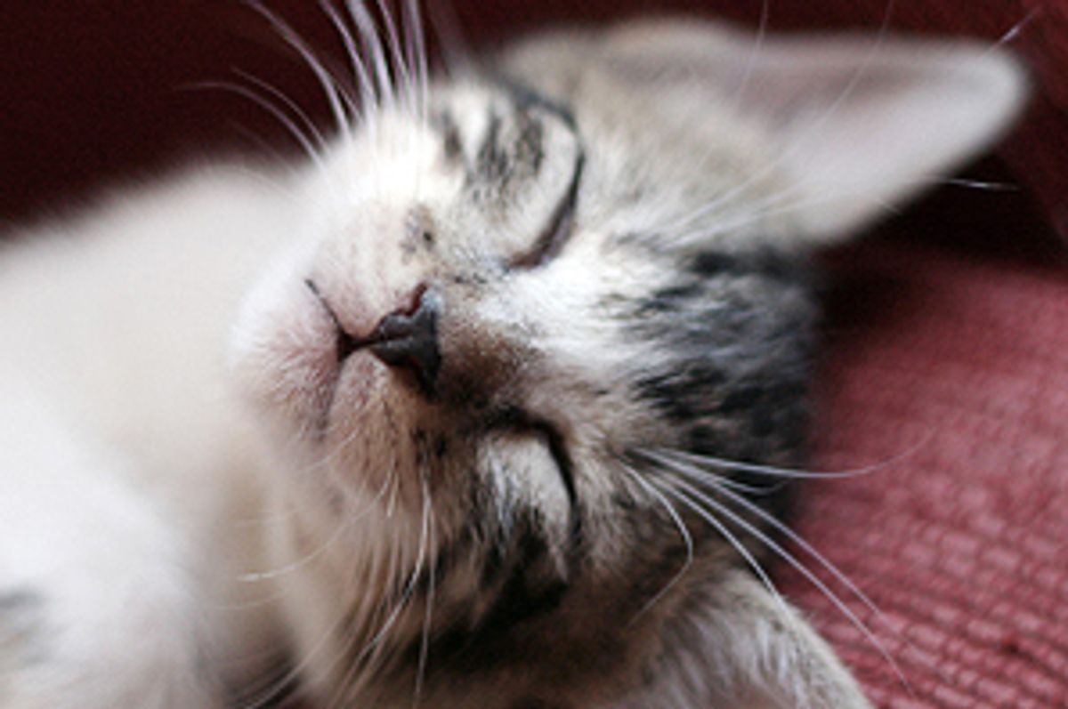 Gohan the Rescue Kitty