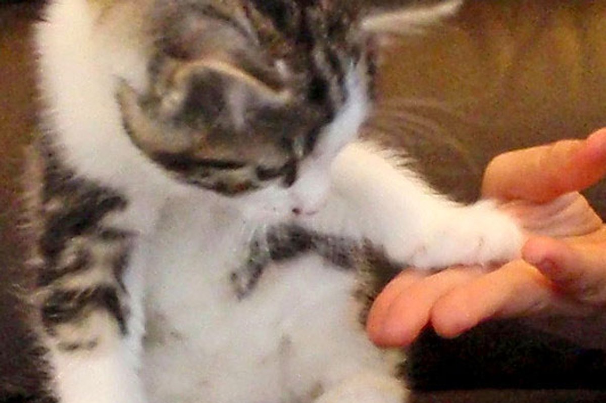 Buster the Charming Furry Boy