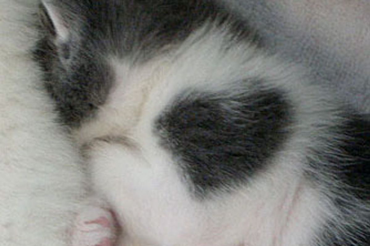 Little Valentine the Kitten Who Wears a Heart