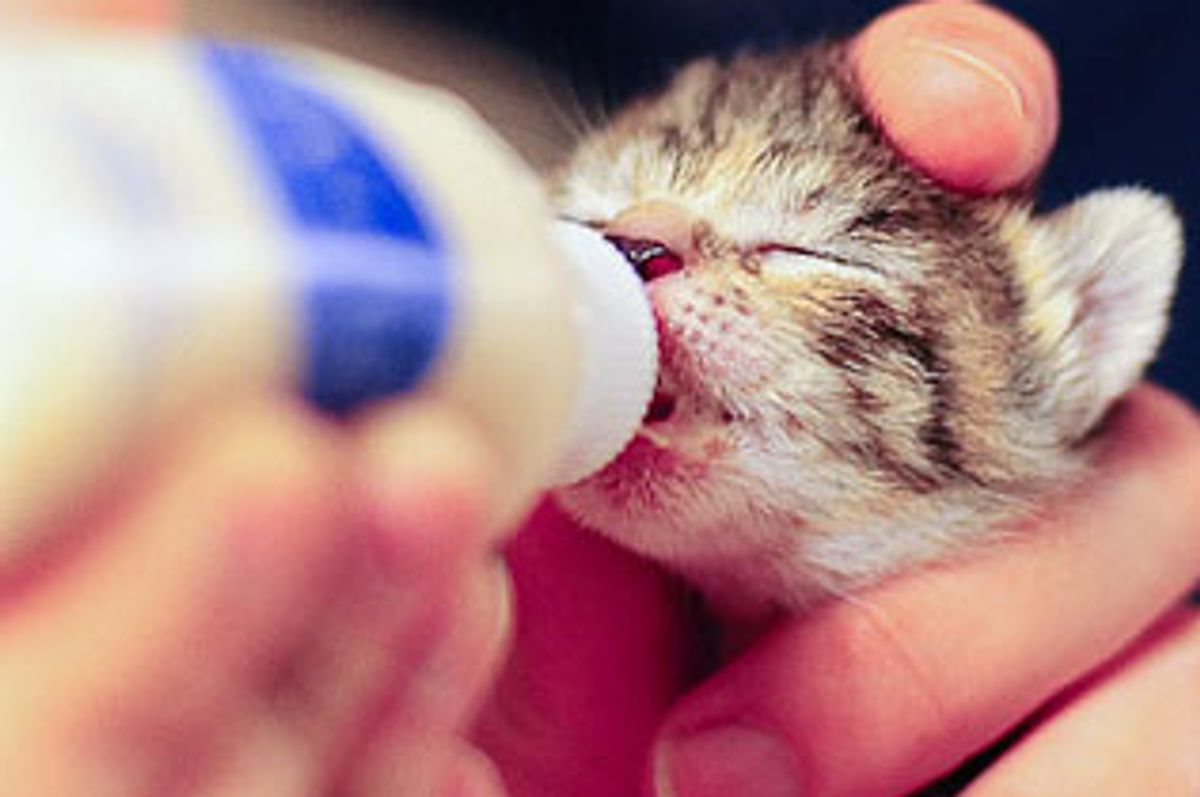 Cat Mama with 4 Kittens of Her Own Adopted 5 Orphaned Kittens