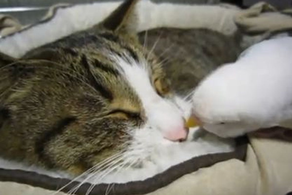 "Wake up, kitty!"