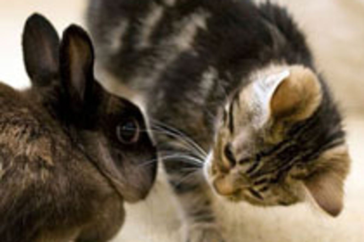 Daisy the Happiest Kitty and Her Buddies