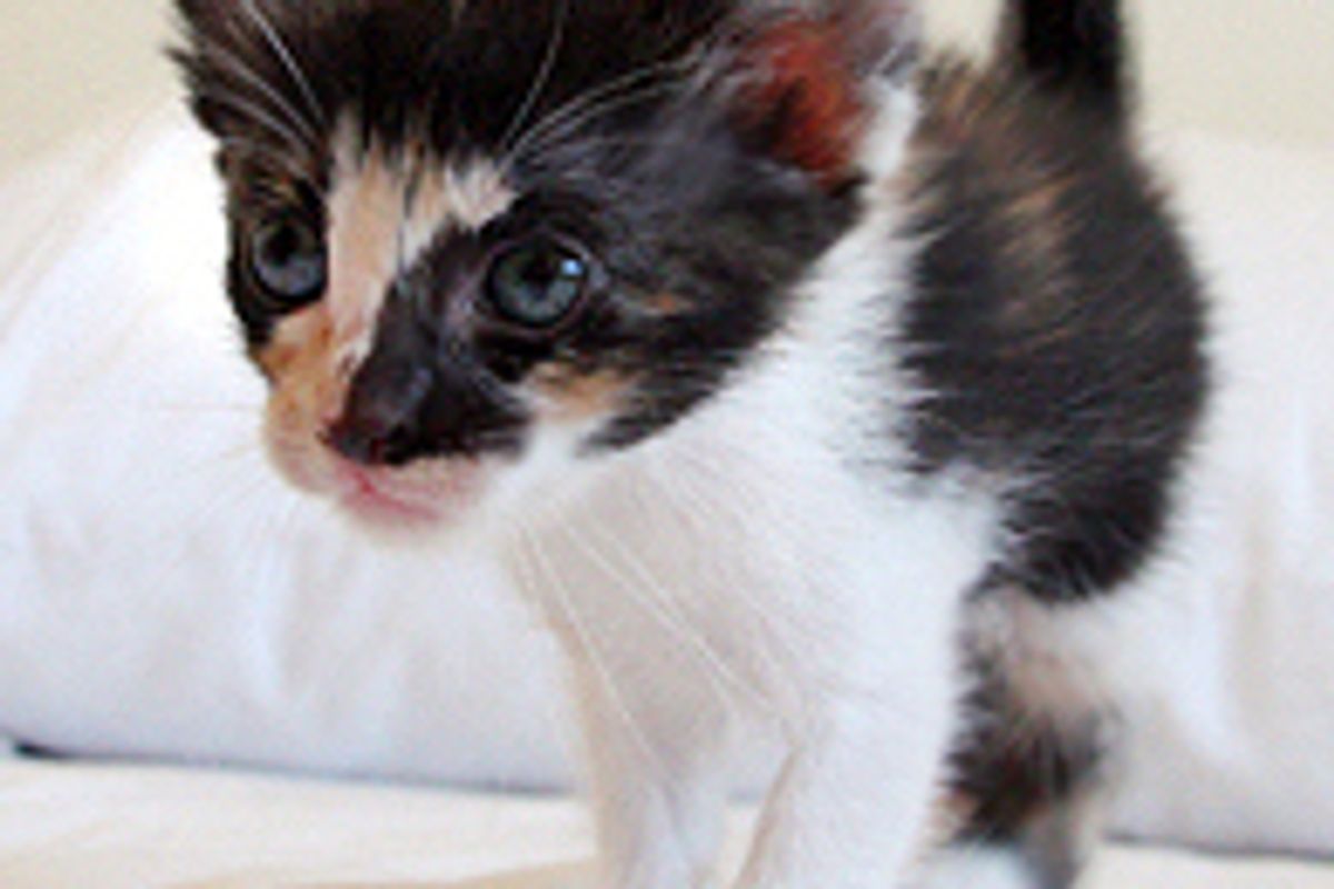 Beautiful Little Calico Rescue