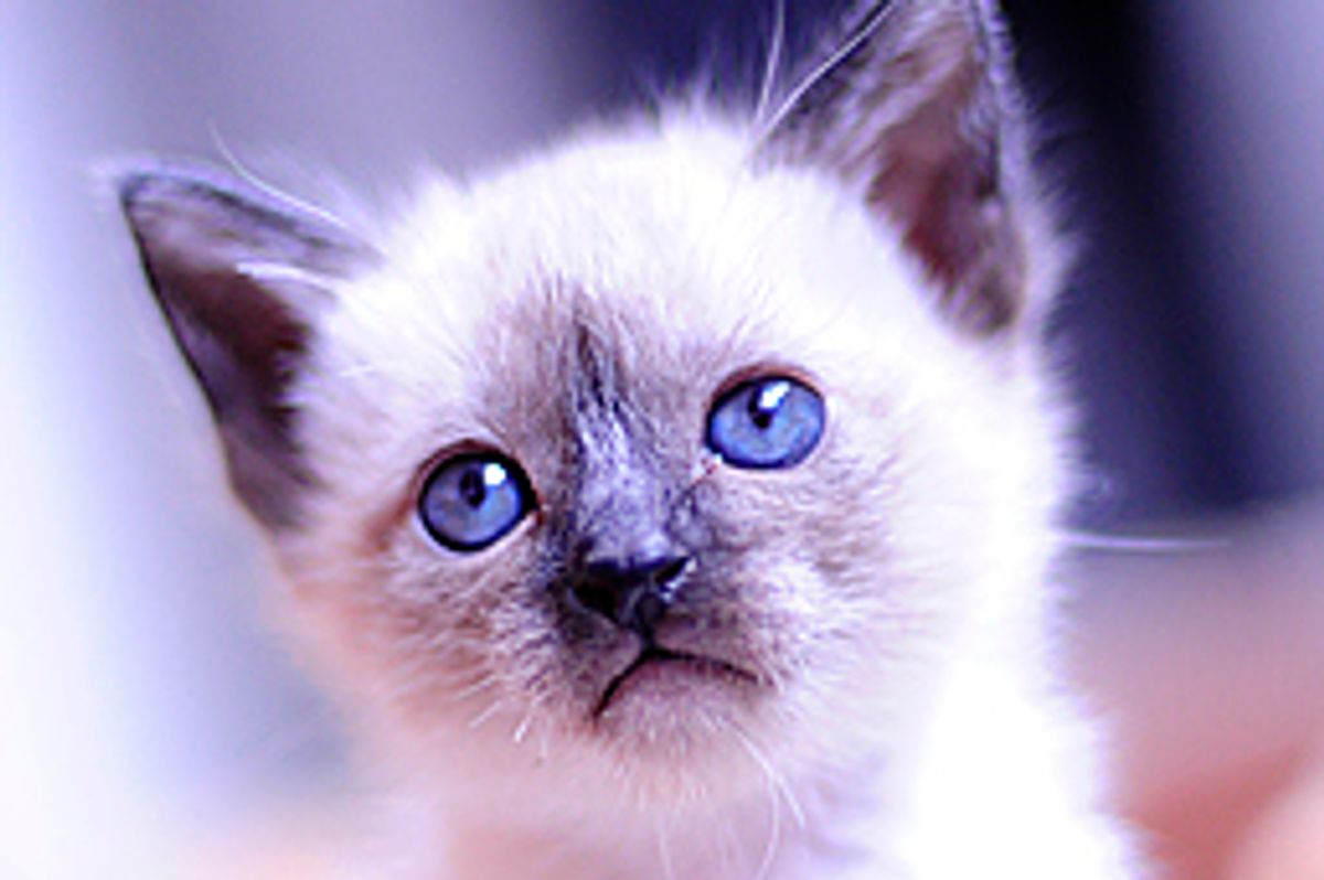 Story of a Siamese Kitty, Li