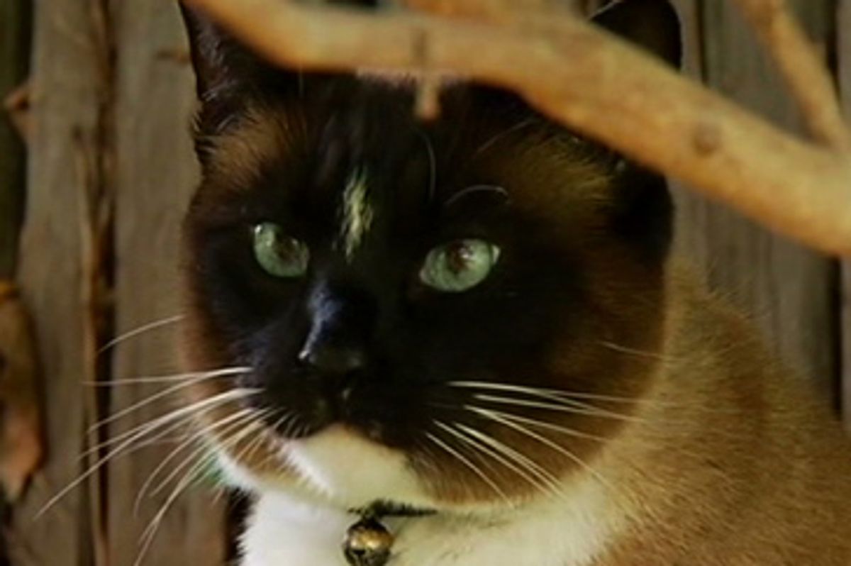 Dusty the Klepto Kitty