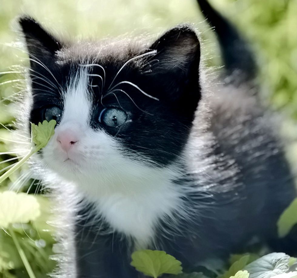 Quin, the Unexpected Tuxedo Rescue