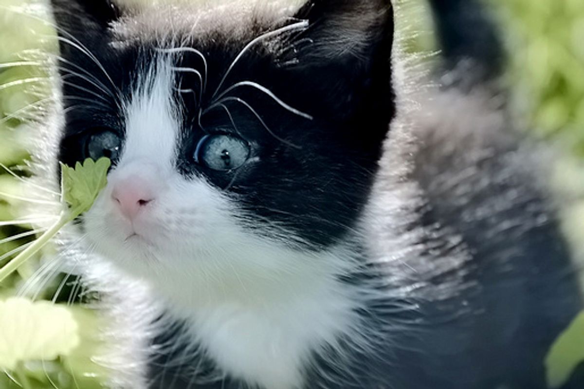 Quin, the Unexpected Tuxedo Rescue