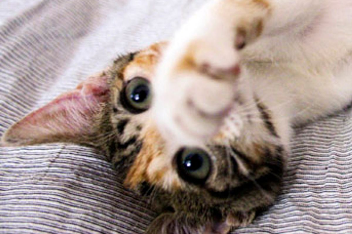 Mini the Calico Kitten Found in the Rain