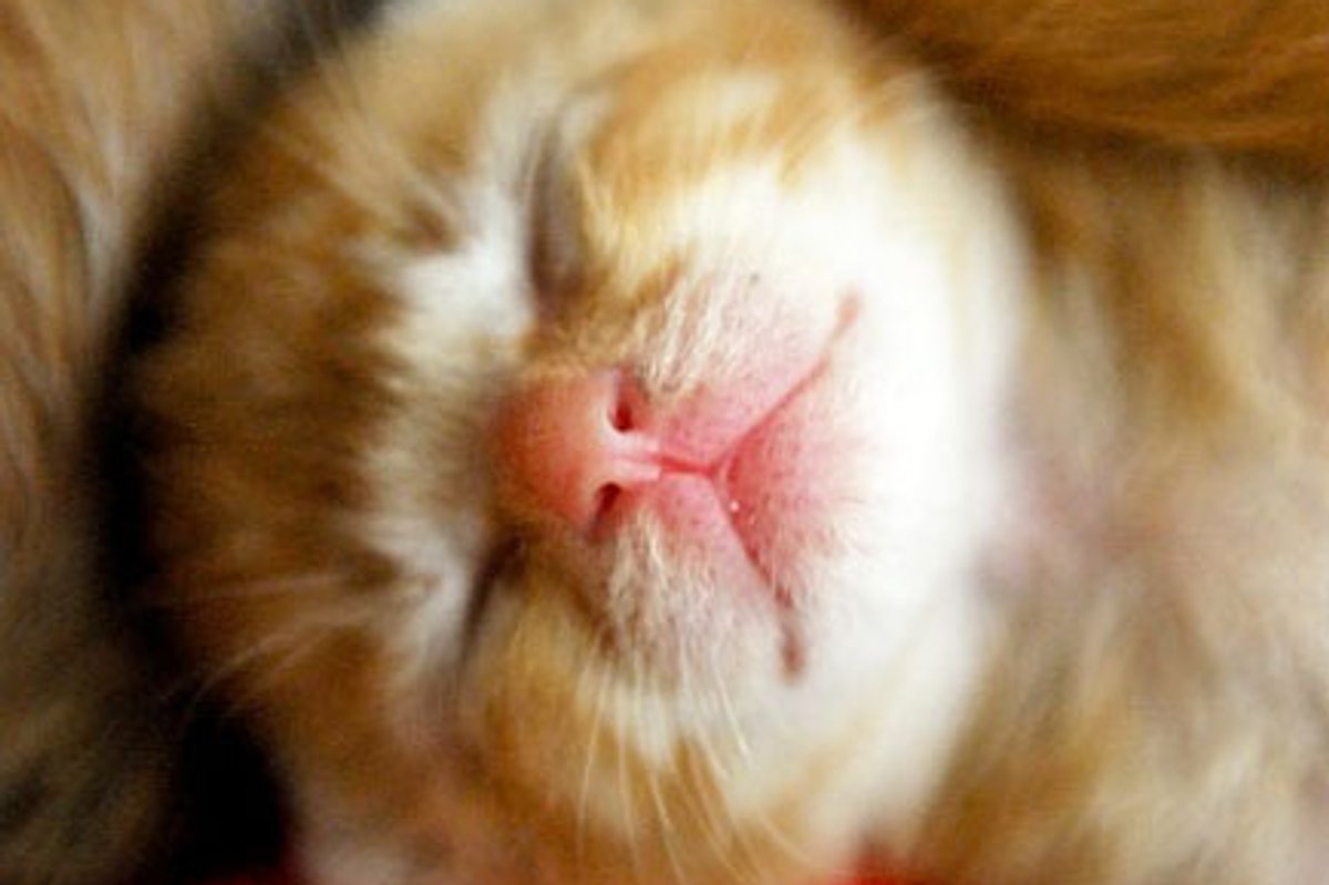 Two Ginger Kitties