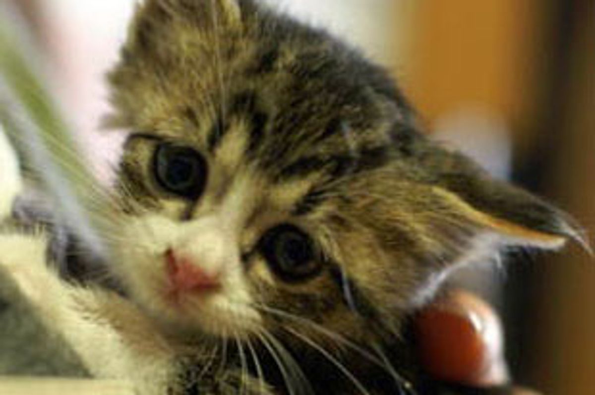 Nora the Homeless Kitten Found New Home