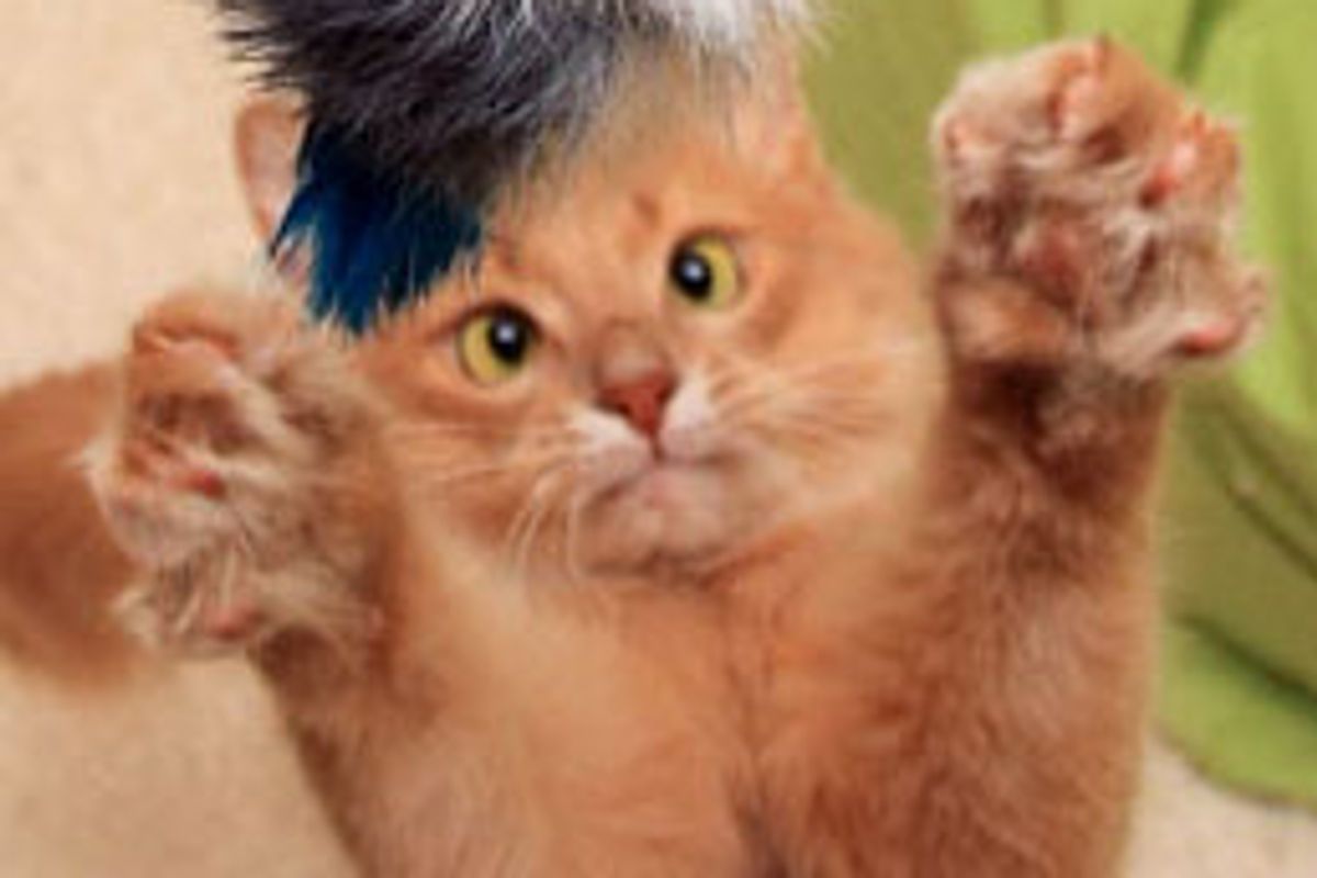 Mocha the Orange Ninja Cat