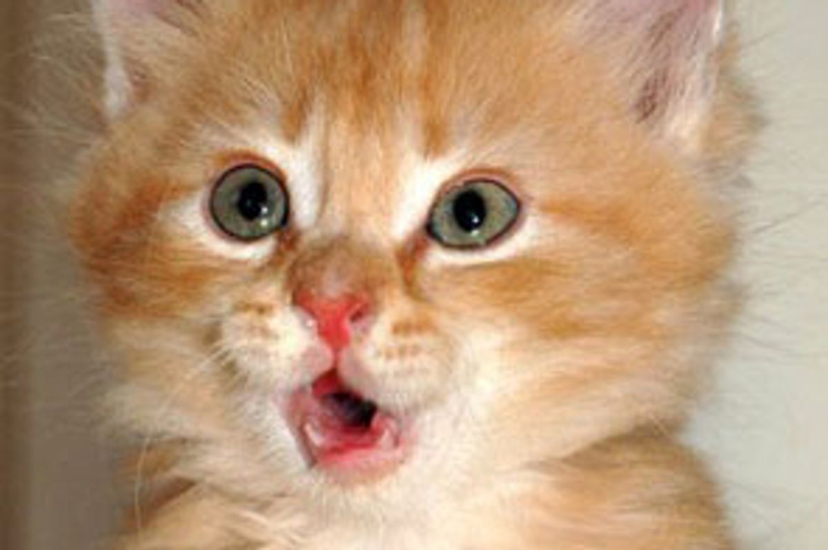 Expressive Ginger Kittens