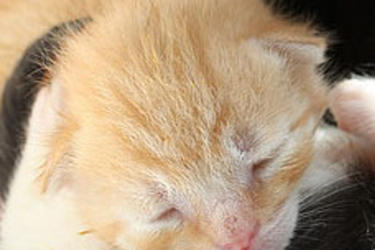 Three Little Muffins Given a Second Chance