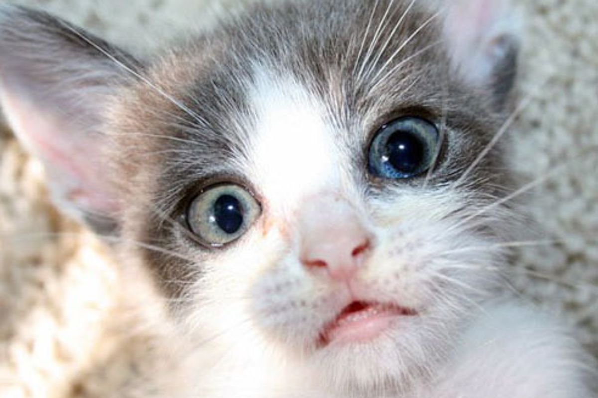 Bowie the Little Runt 6 Months After Rescue