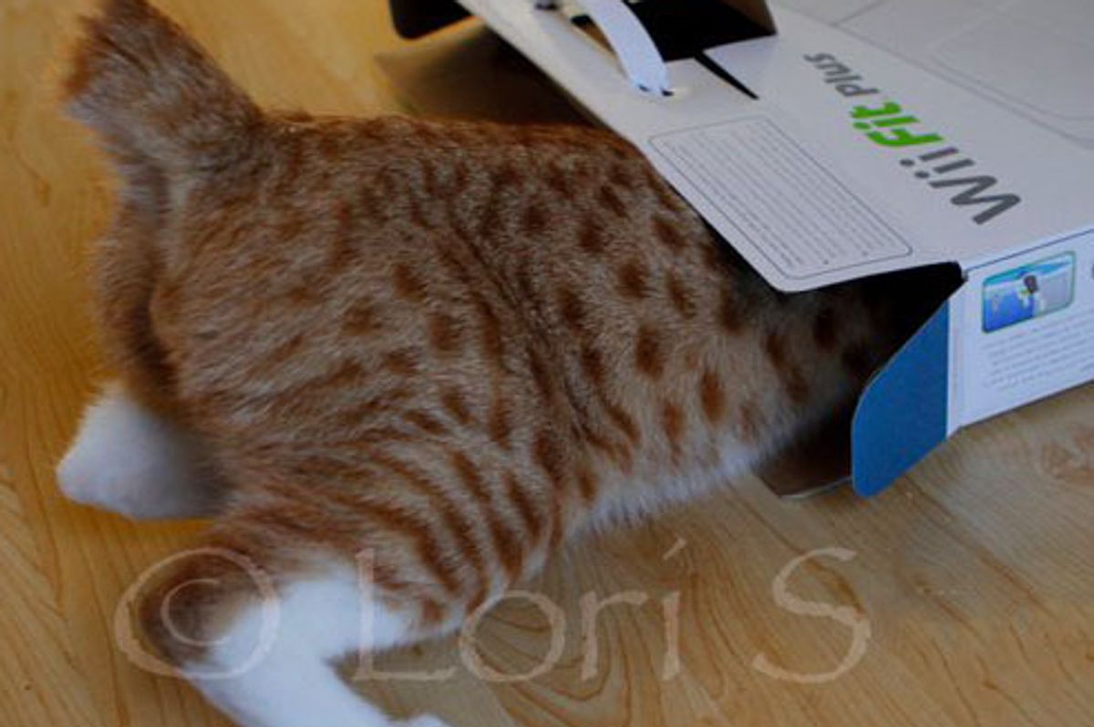 City the Kitty Squishes into His Box