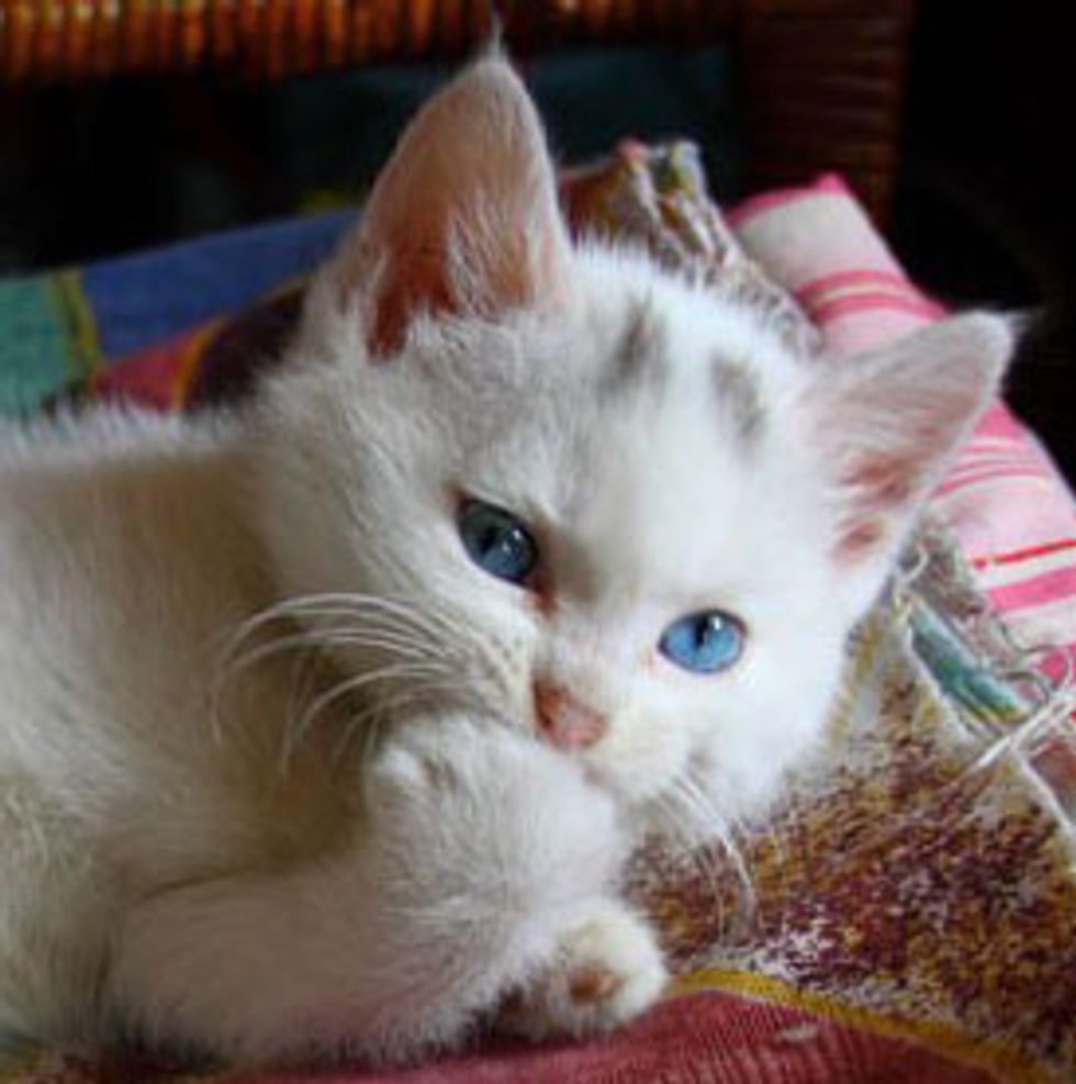 Whitie the Kitty Runs the House