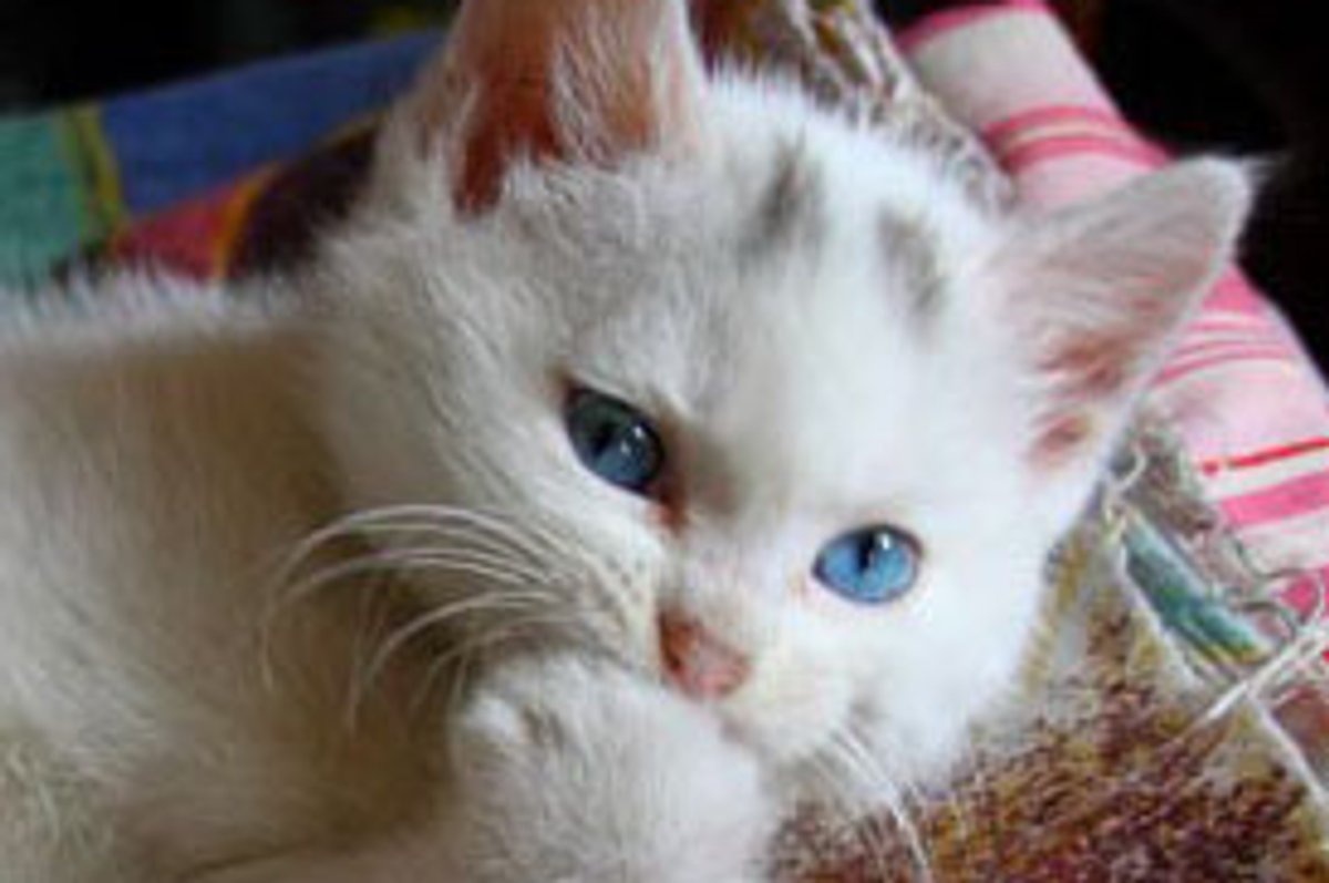 Whitie the Kitty Runs the House