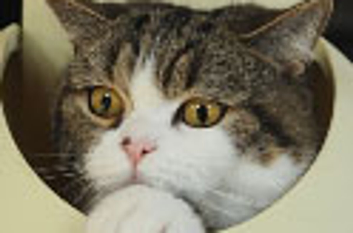 Maru Meets a Difficult Box