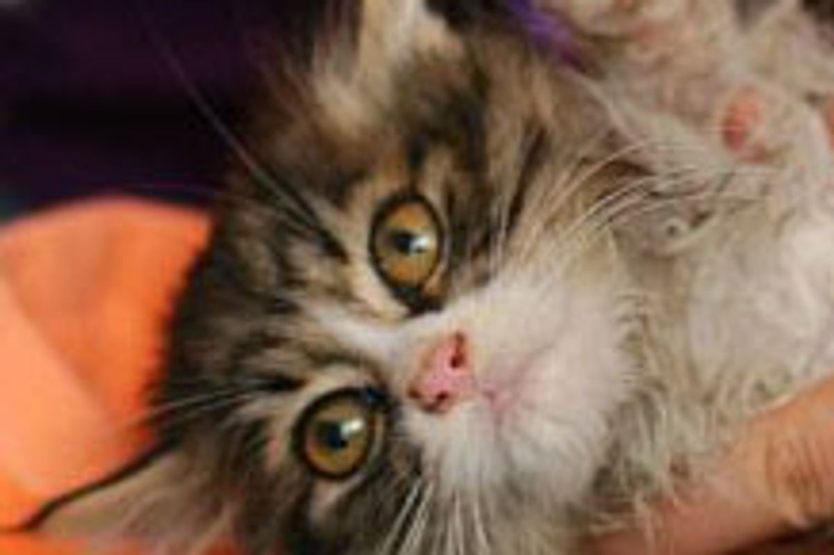 Rescued Kitten Found Forever Home with Foster Parent