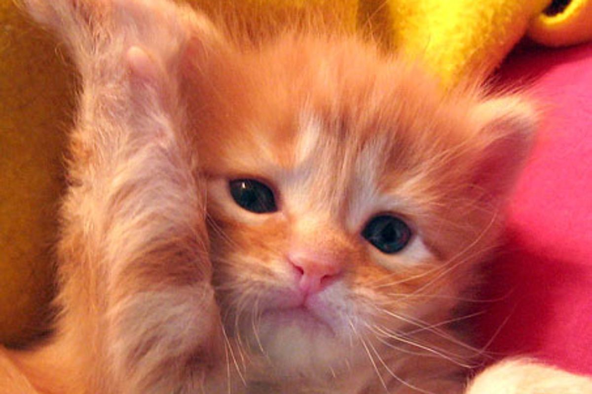 Zippy the Ginger Maneki Neko