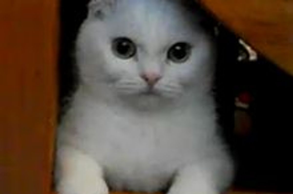 Kitty Tries to Snatch Mousie Without Leaving Box