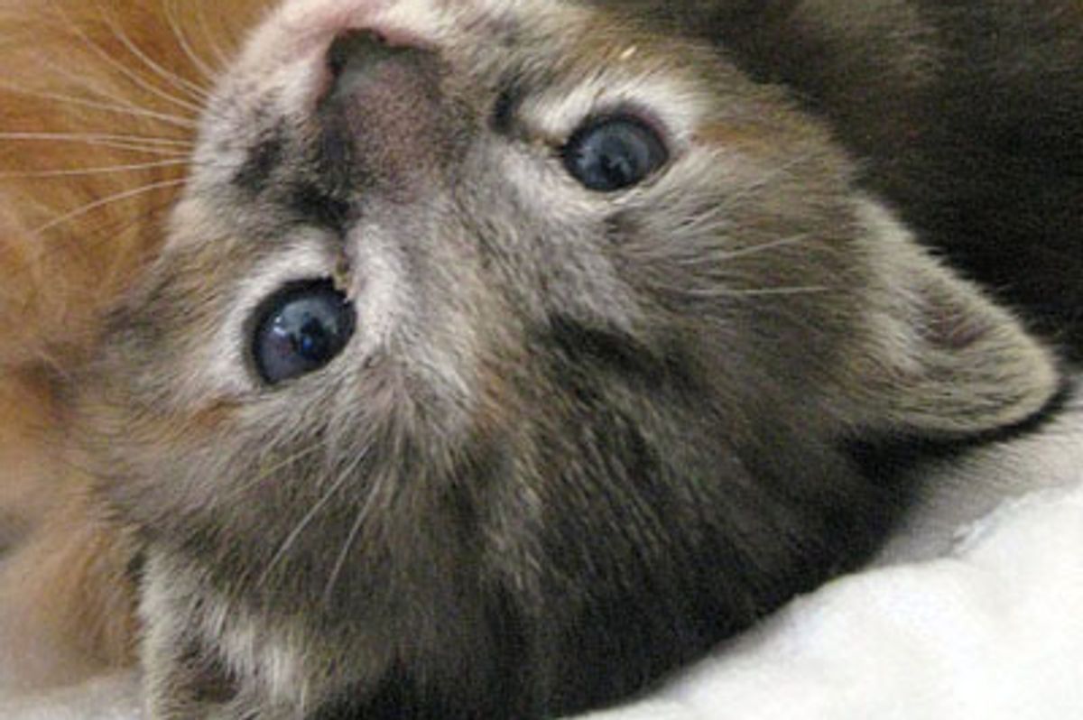 Yoda the Runt of the Litter