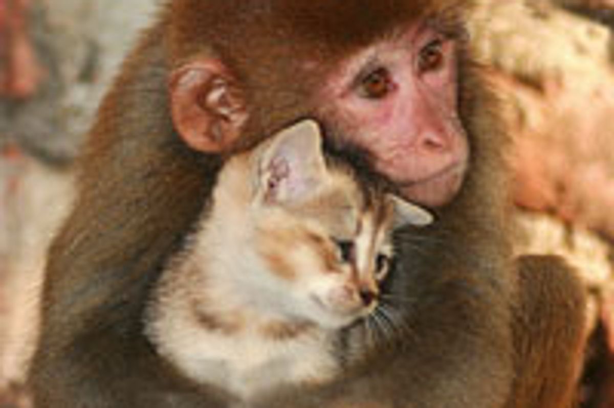 Friendship: Monkey Cuddles Kitten