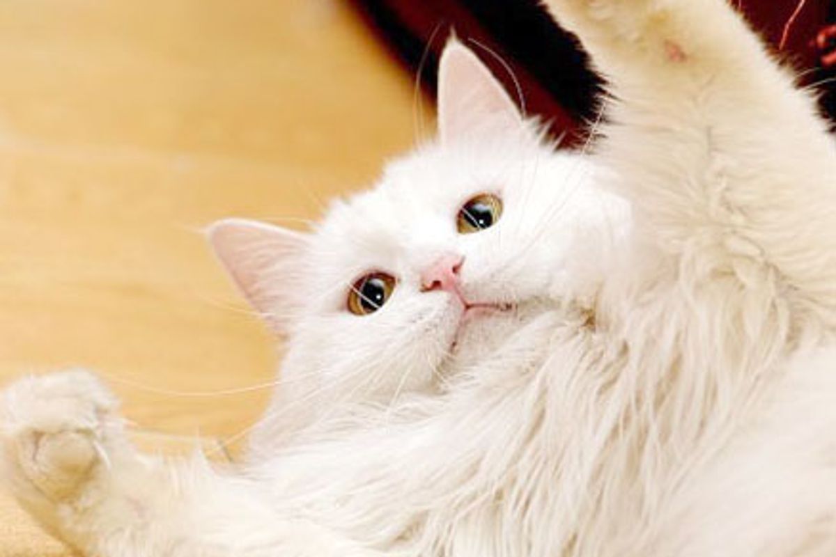 Ling the White Fluffy Lady Cat